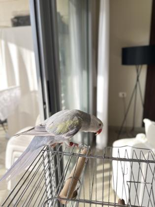 האכלת יד, בדוק מחלות, מוטבע,