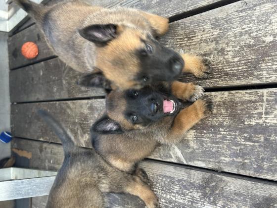 למכירה גורי מלינואה גזעיים ברמה