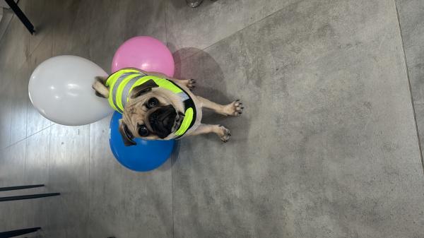 כלב שלי מאוד מתוק והיפרקטיבי,