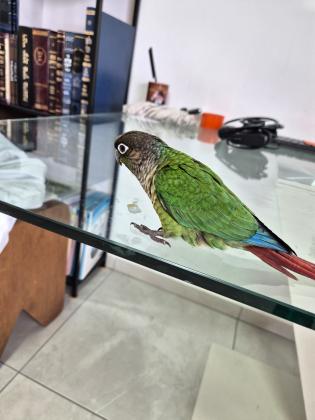 למכירה תוכי גרינציק ירוק כולל