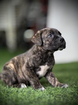 גורי קאנה קורסו מושלמים רק