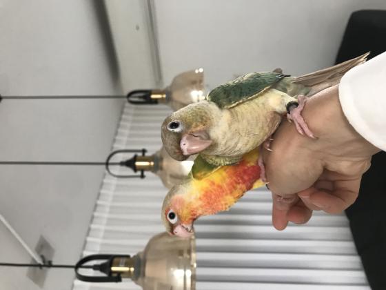 גרינציקים האכלות יד ברמה גבוהה