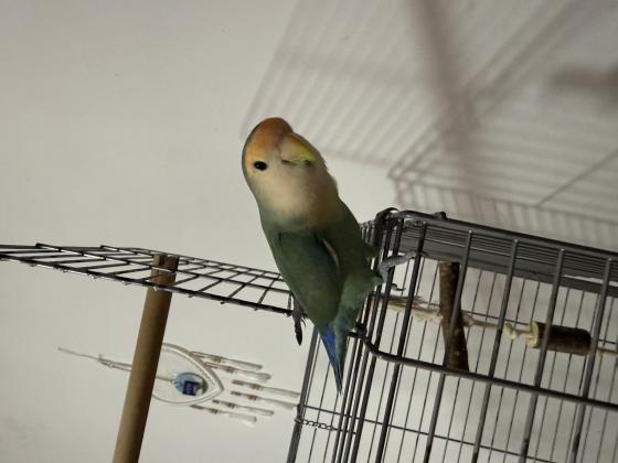 למכירה תוכי אהבה כולל כלוב