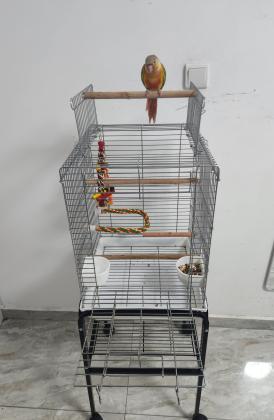 תוכי קוניור גרינצ'יק אננס רד