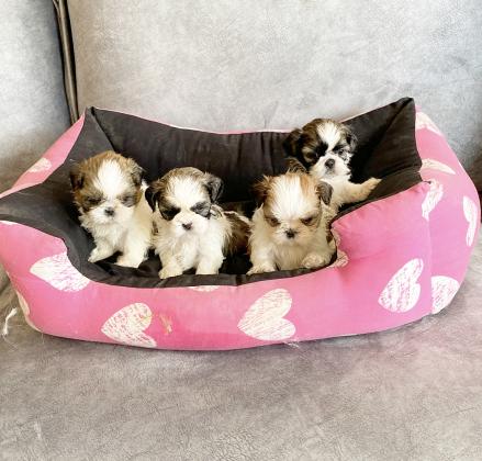 גורי שיצו מעלפים המלטה ביתית