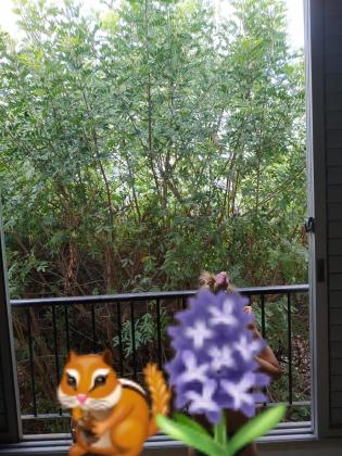 שאול 31, נוה שאנן