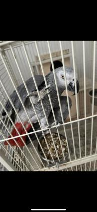 זכר בן 9 מוטבעבדוק מין