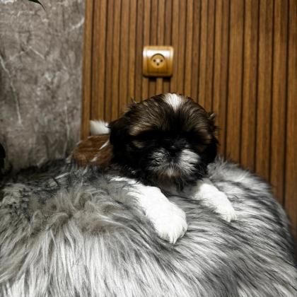 גורים שיצו ברמה ממש יפה