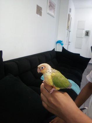 תוכי גרינצ'יק מדהים האכלת יד