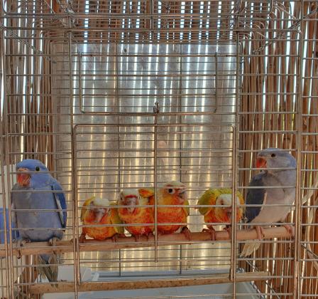 מבחר תוכים מוחתמים ברמה גבוהה