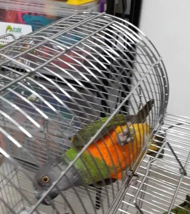 תוכי מסוג סנגל, בערך בגיל