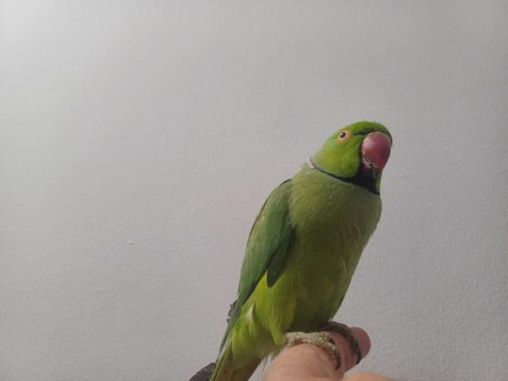 תוכי דררה לא נושך האכלת יד עם כתר בצוואר