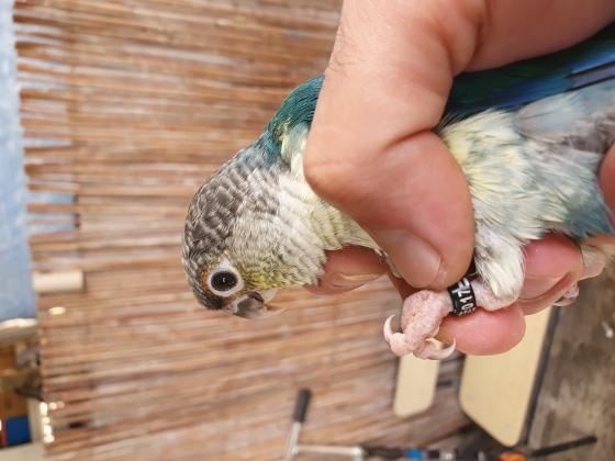 מבחר תוכים מוחתמים ברמה גבוהה