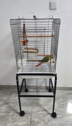 תוכי קוניור גרינצ'יק אננס רד