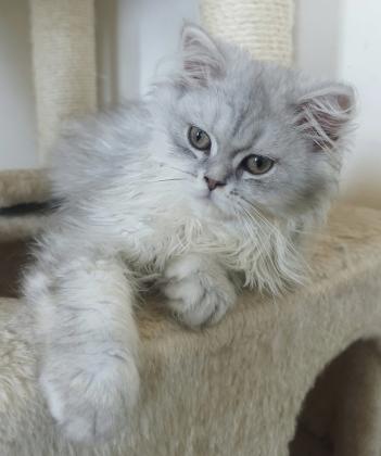 גורים סקוטיש סטרייט מקסימיםמחונכים לעשי...