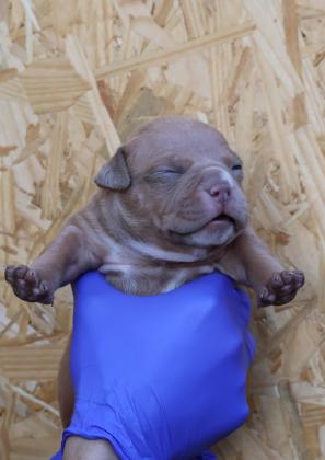 גורי אמריקן בולי פוקט עם