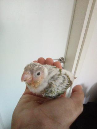 תוכי גרינצ'יק מדהים האכלת יד