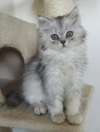 גורים סקוטיש מעלפים ברמותמחפשים בית