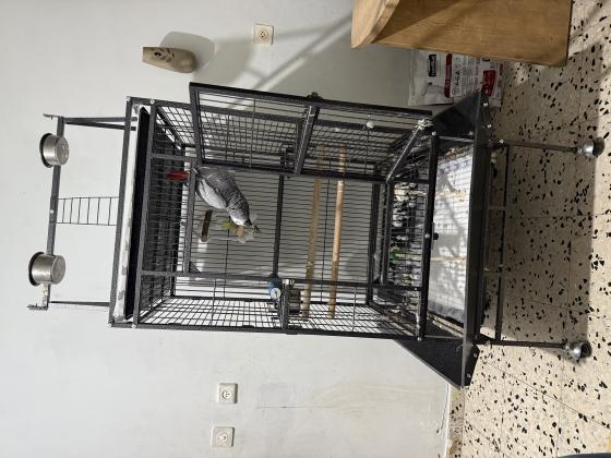 למכירה ז׳אקו כולל כלוב