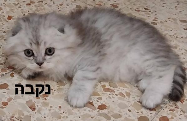 גורים סקוטיים גזעיים מקסימים(לא למסירה)