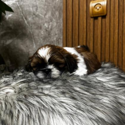 גורים שיצו ברמה ממש יפה