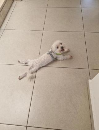 דולצ׳ה בן חמש שנים