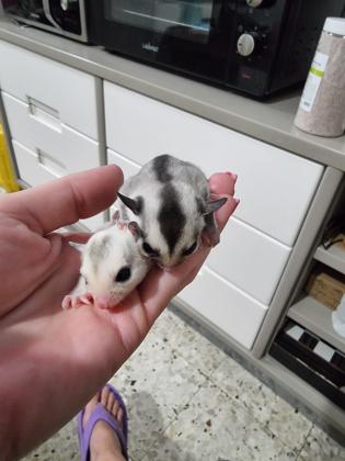 למכירה 2 גורים זכריםמגזע: מוזאיק