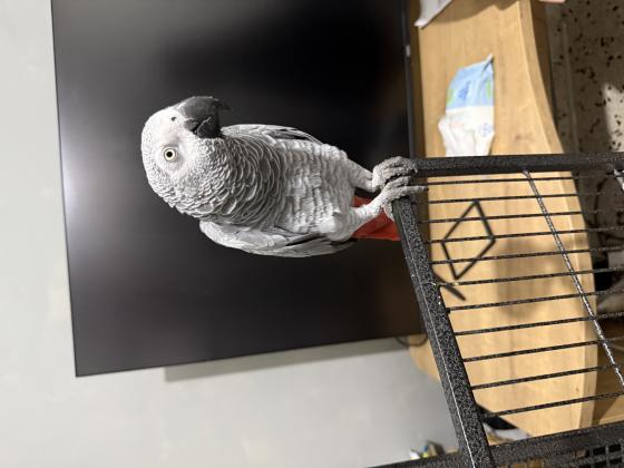 למכירה ז׳אקו כולל כלוב