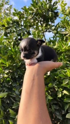 גורי צ׳יוואווה ננסי מושלמים!! ,