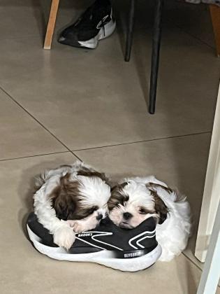 גורי שיצו מדהימים יפייפיים ,