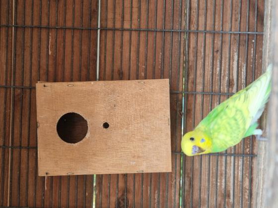 3 זכרים , נקבה אחת