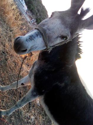 אתון חזקה עם שרירי צוואר