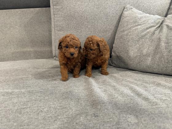 המלטה יפיפיה של פודל טוי