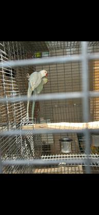 גוזלים נדירים! מצורף תמונה של