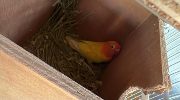 פרסונטה לוטינו נקבה פרא שנת