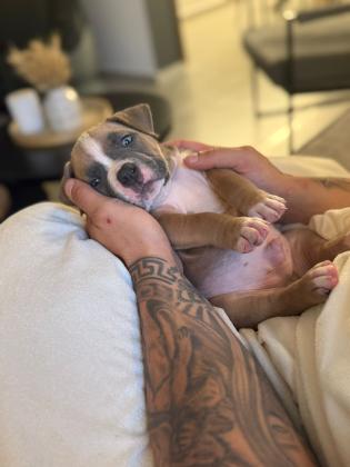 גורי אמריקן בולי פוקט עם