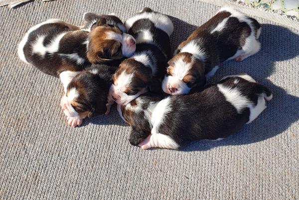 גורי ביגל גזעיים מובחרים ויפיפיים