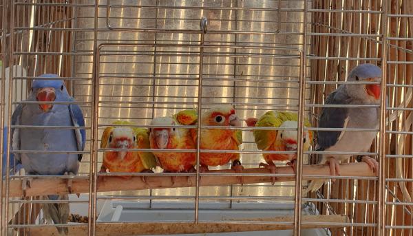 מבחר תוכים מוחתמים ברמה גבוהה