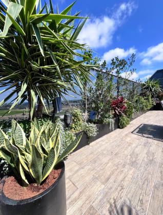 אורגד 1, כוכב הצפון