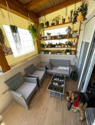 הגומא 8 (צמח השדה)