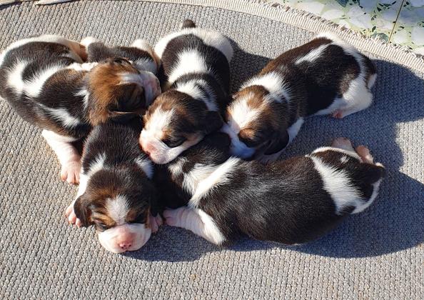 גורי ביגל גזעיים מובחרים ויפיפיים