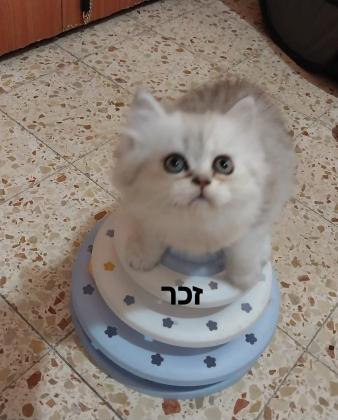 גורים סקוטיים גזעיים מקסימים(לא למסירה)