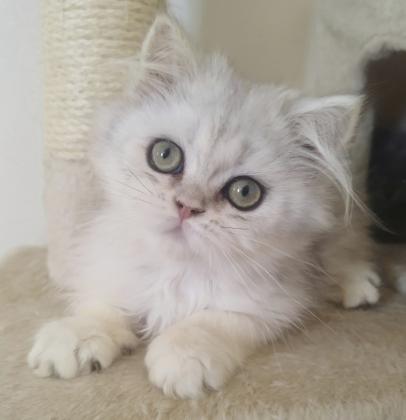 גורים סקוטיש סטרייט מקסימיםמחונכים לעשי...