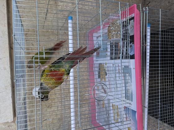 זוג קוניור גרינצ׳יק למכירה מירושלים