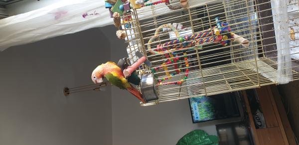 זוג חמודים צעירים האכלת יד