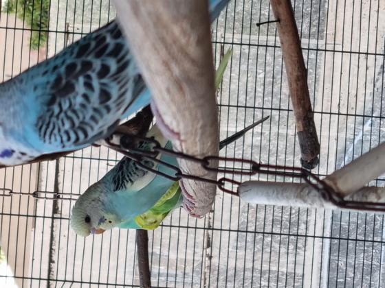 3 זכרים , נקבה אחת