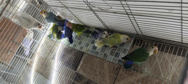 ציפורי אהבה בני 6 חודשים בצבעים מיוחדים