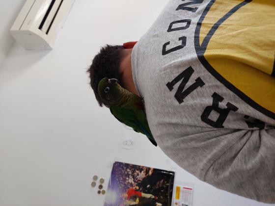 גרינצ'יק ירוק האכלת יד כולל