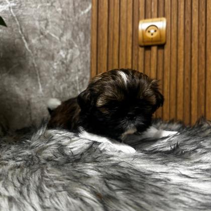 גורים שיצו ברמה ממש יפה