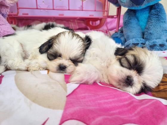 גורי שיצו מעלפים המלטה ביתית